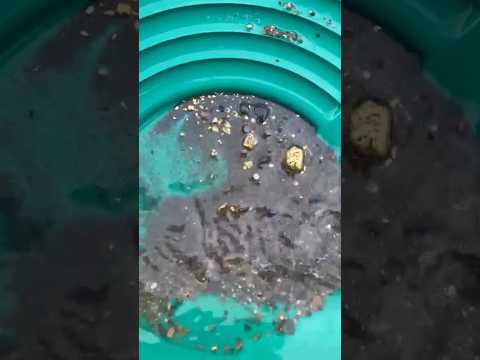 6 gram nugget 🥳 #goldpanning #goldprospecting #goldrush