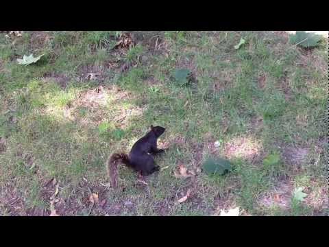 North Meadow Central Park Central Park Black Squirrel IMG_0371.MOV