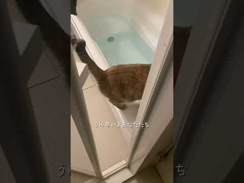 一番風呂に我こそは #猫 #ネコズ #猫のいる暮らし #cat