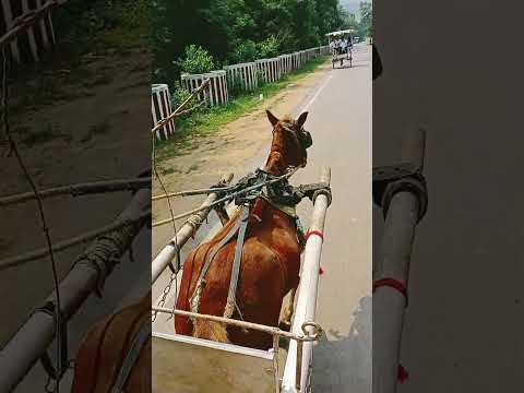 Naawa ako sa Sinakyan Namin #animal #carriage #tour