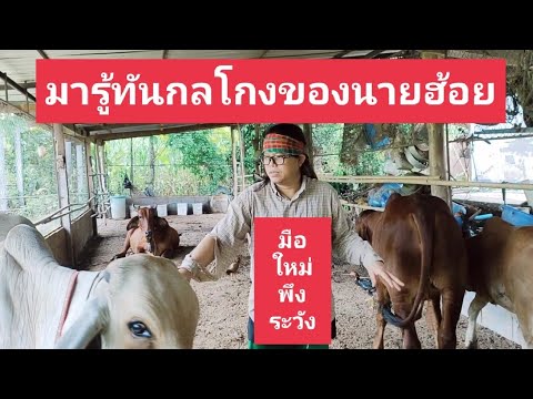 กลโกงนายฮ้อยมือใหม่พึงระวัง - อาชีพสร้างรายได้Channel