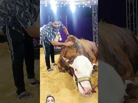Ma Sha Allah beautiful#love #cow #bull #animals #bakramandi #bakraeid #viral #cattle