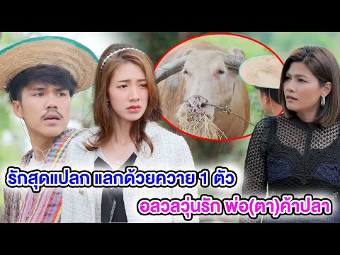 รักสุดแปลn แลกด้วยควาย 1 ตัว / อลวลวุ่นรัก พ่อ(ตา)ค้าปลา  (หนังสั้น ละครสั้น) | กล่องหนัง