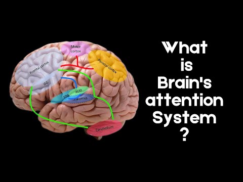 What is Brian's attention System ?