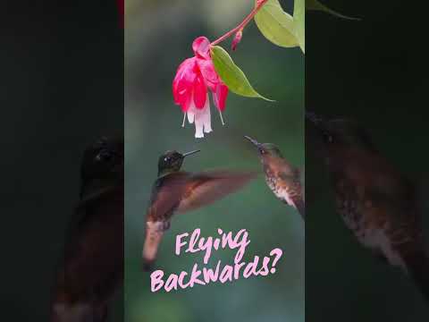 Hummingbird-Nature’s Tiny Acrobat #amazingfacts #facts #mystery #didyouknow #mindblowingfacts