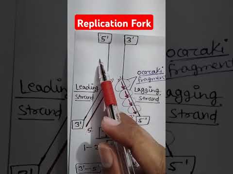 Replication Fork molecular biology #tricks #ytshorts #neettrickstolearn