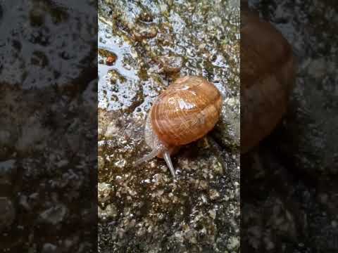 #snails after rain#snails#edit#short#MarZako