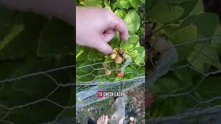 3 common mistakes! #gardentips #gardeningknowhow #springgardening #gardenwise #gardeningtrends