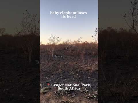 Young elephant loses herd in Kruger National Park, South Africa. Cute safari game ride catch 🥰