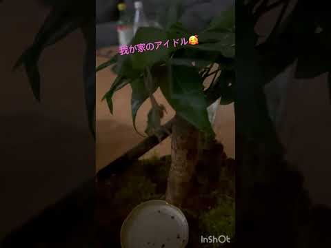 我が家のアイドル！♯アマガエル♯ペット♯カエル♯かわいい