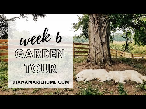 Can you believe there is that much?! HUGE GARLIC HARVEST | Garden Tour Week 6 | Diana Marie Home