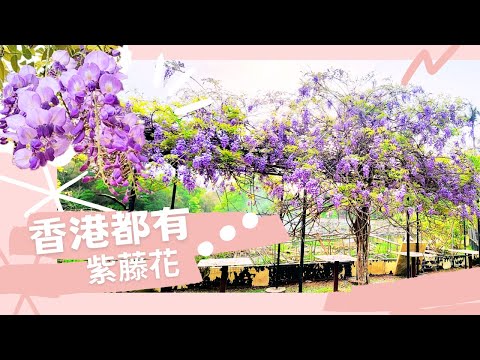 【BB級👶丨山中紫藤花🪻開啦🤗！】全石屎路丨深井🪿清快塘之喜香農荘🪹丨加插上風門山🍂睇風景！