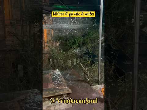 nidhivan me baarish #vrindavan #nidhivan #rain