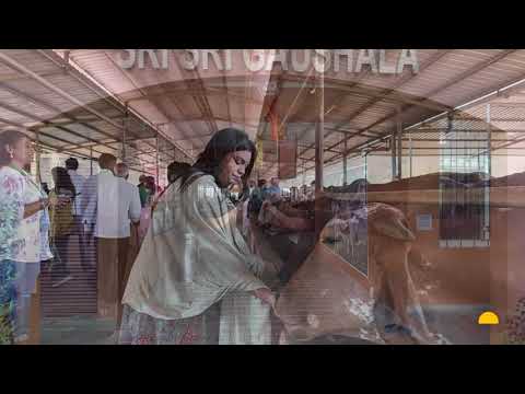 Sri Sri Gaushala trip