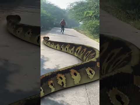 Big Anaconda chasing 2. #anacondasnake #snake #snakevideo #anaconda