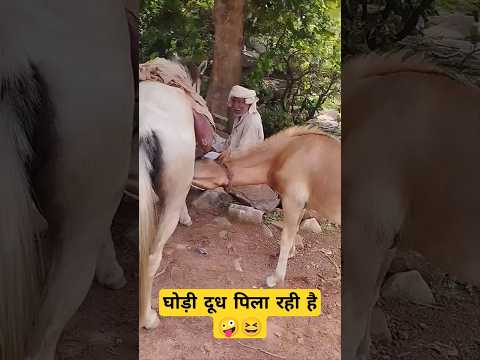 ghodi milk not 😆🤪 #shortsfeed #viral #viralshort #trendigsong #comedyvideo #funnyvideo 😆😆🤪🤪