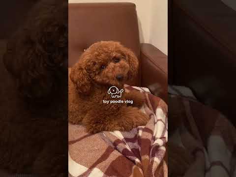 トイプードルの日常vlog🐶🎀#トイプードル  #vlog #日常vlog #犬のいる暮らし