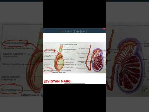 Lateral view of TESTIS. Watch the full video on this channel. #cbse12thbiology #biology #neet