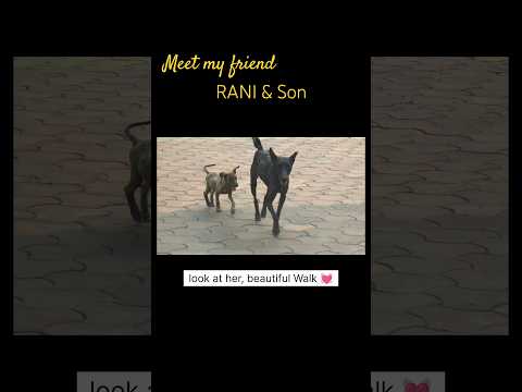 Meet Rani #dogs #dogsofyoutube #dogshorts #ytshorts #ytshortsindia #yt