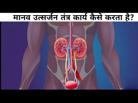 मानव उत्सर्जन तंत्र क्रिया कैसे करता है? || How human excretory system work?