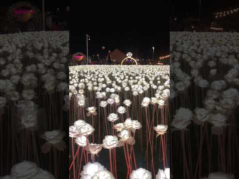 10k roses #cafehopping