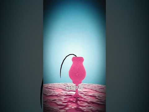 physiology of hearing #3d #medicosphere #physiology #medicos #ear #anatomy #viral #shorts #medical