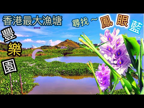 【香港好去處】輕鬆遊走香港最大的淡水漁塘 🐟～豐樂圍；尋找只有一天開花的 鳯眼藍