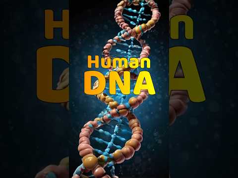 Human DNA highlights the human body's remarkable complexity and organization.