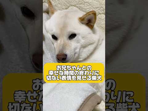 幸せな時間の終わりに切ない表情の柴犬　#shorts #柴犬 #犬 #dog