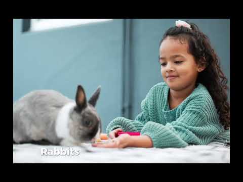 Rabbit is amazing pet to have