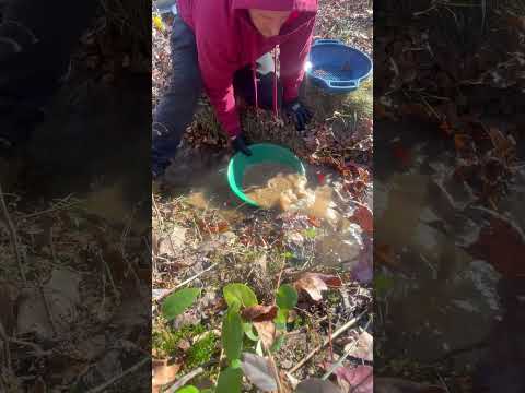 Panning a Hidden NC Gold Tributary