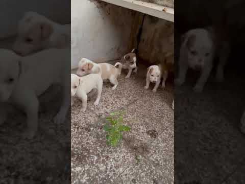 Dogs Overloaded