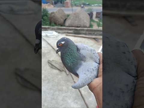 #pigeon #kabbotar #kabootar #kabootarba #kabootarloft05 #birds 10M vodios