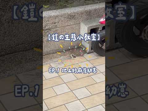 【 鎧の生態小教室 】EP.1 路邊的麻雀幼崽