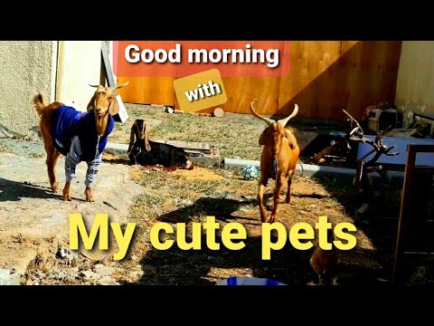 Bakray k liye do new bakria / bought new goats |  #pet #talatjabeenhafeez21oct