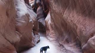 Worlds Longest Slot Canyon - Bodhi & Ringo - Buckskin Gultch, Utah