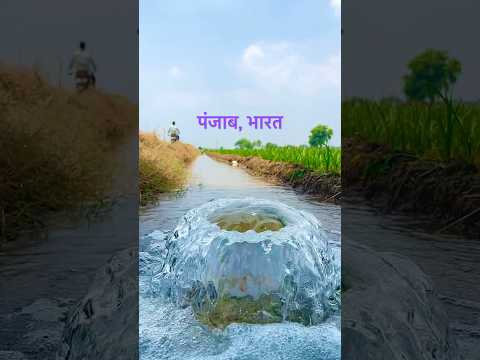 किसानी ,पंजाब #viral #tranding #किसान