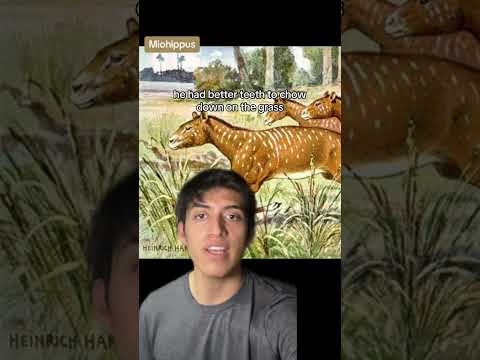 Horse Evolution