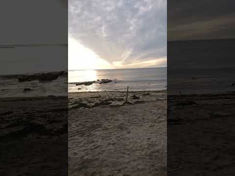 algarrobo