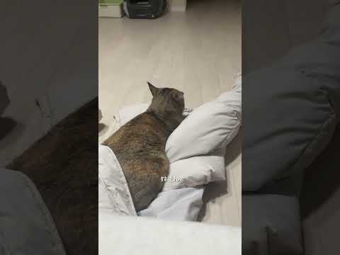 ダウン解禁日　#猫 #ネコズ #cat