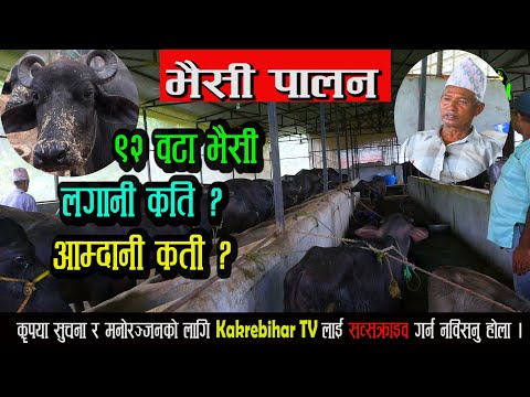 नेपालमा भैसी पालन वाट पनि राम्रो आम्दानी । भैसी पालन कसरी गर्ने | Buffalo farm in Nepal