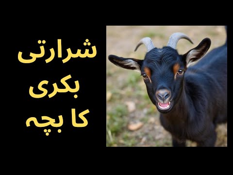 Bakray kay bachay ki mastian inside the house #animals #goats #bakra #talatjabeenhafeez21oct