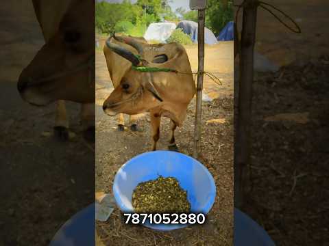 பண்ணையில் லாபம் எடுக்க RP மாட்டு தீவனம் மட்டுமே ஒரே வழி 7871052880