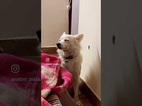 SLEEPY PUPPY ❤️like and subscribe #sleepy #youtubeshorts