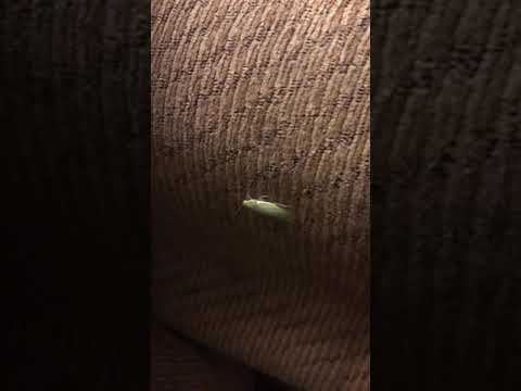 Cuban cockroach.
