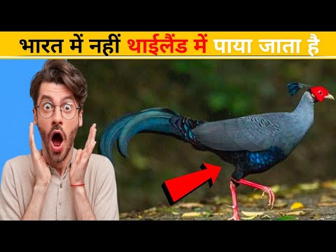 ऐसा पक्षी भारत में नहीं मिलता || Such a bird is not found in India #facts #amazingfacts #video birds