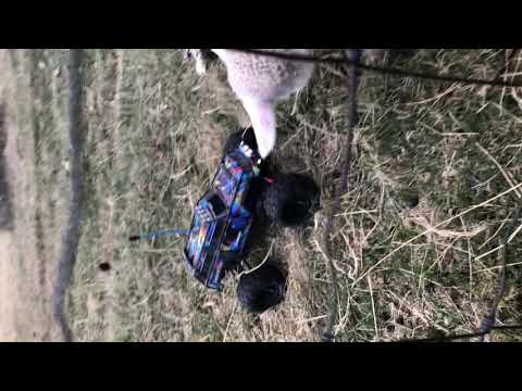 Lamb sheep vs Traxxas Summit