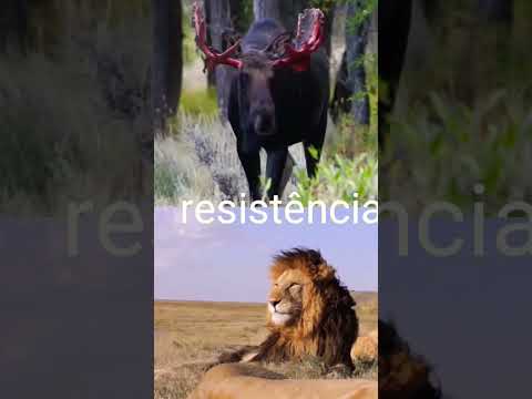 leão vs alce