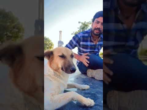 #kidsvideo #dog
