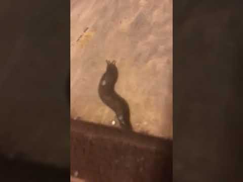 It sprawls: The slug near my rug.